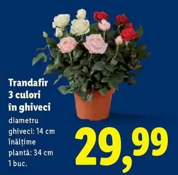 Trandafir 3 culori în ghiveci