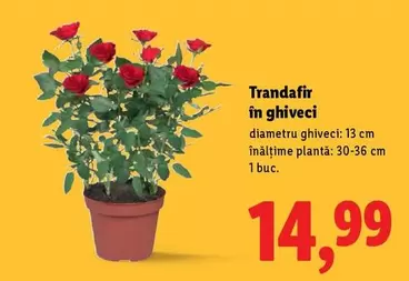 Trandafir în ghiveci