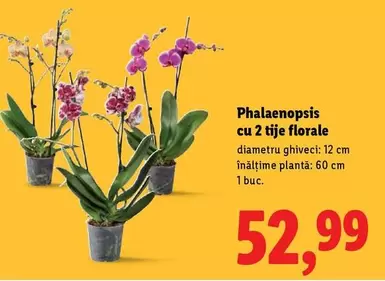 Phalaenopsis