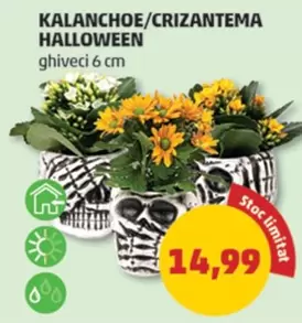 KALANCHOE/CRIZANTEMA HALLOWEEN