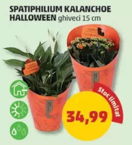 SPATIPHILIUM KALANCHOE HALLOWEEN
