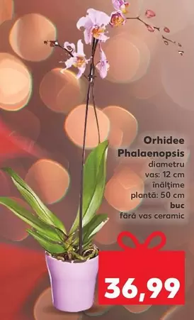 Orhidee Phalaenopsis