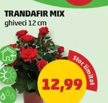 TRANDAFIR MIX