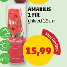 AMARILIS 1 FIR