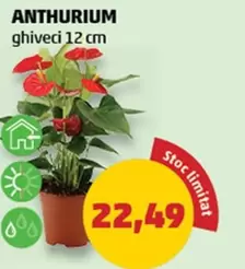 ANTHURIUM