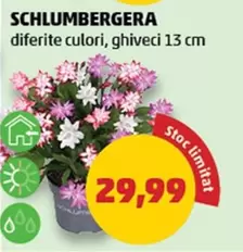 SCHLUMBERGERA