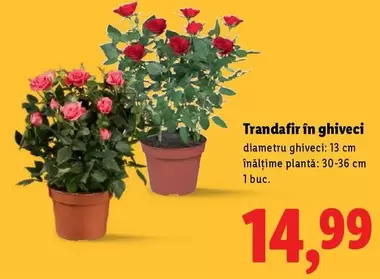 Trandafir în ghiveci