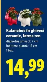 Kalanchoe în ghiveci ceramic, forma ren