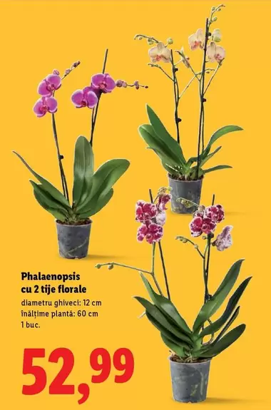 Phalaenopsis cu 2 tije florale