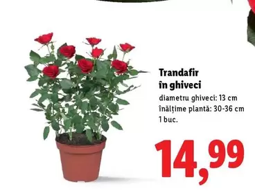 Trandafir în ghiveci