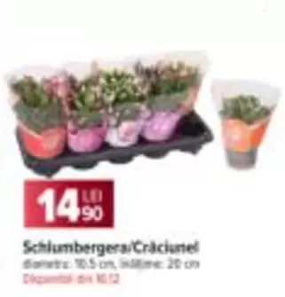 Schlumbergera/Crăciunel