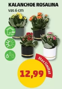 KALANCHOE ROSALINA