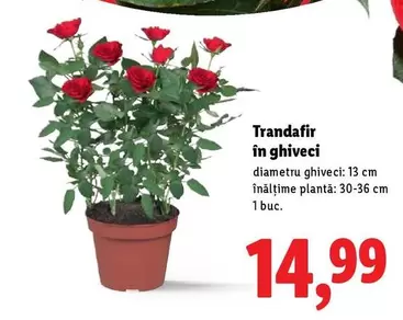 Trandafir în ghiveci