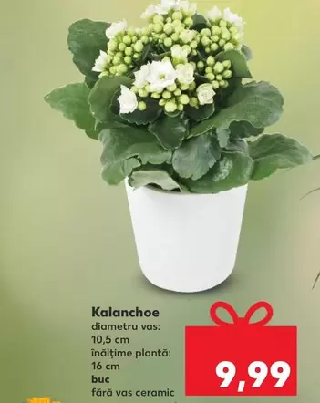 Kalanchoe