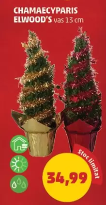 CHAMAECYPARIS ELWOOD'S