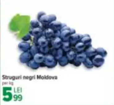 Struguri negri Moldova