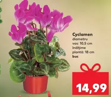 Cyclamen
