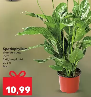 Spathiphyllum