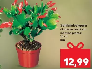 Schlumbergera