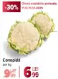 Conopida