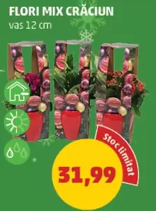 FLORI MIX CRĂCIUN