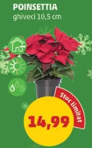 POINSETTIA