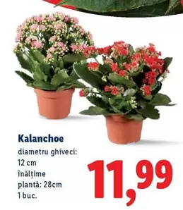 Kalanchoe