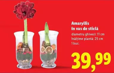 Amaryllis