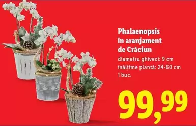 Phalaenopsis în aranjament de Crăciun