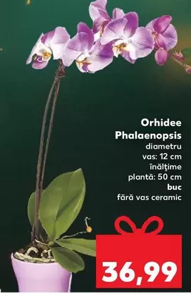 Orhidee Phalaenopsis