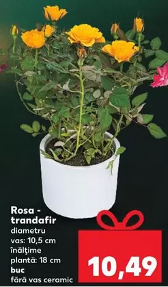 Rosa - trandafir