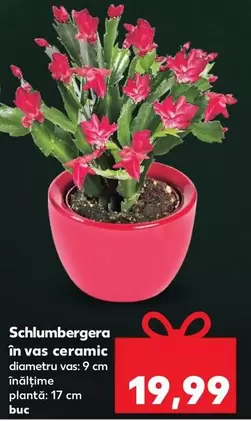 Schlumbergera în vas ceramic