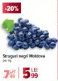 Struguri negri Moldova