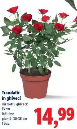 Trandafir în ghiveci