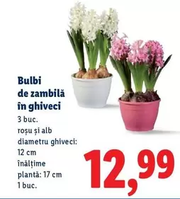 Alb - Bulbi de zambilă în ghiveci