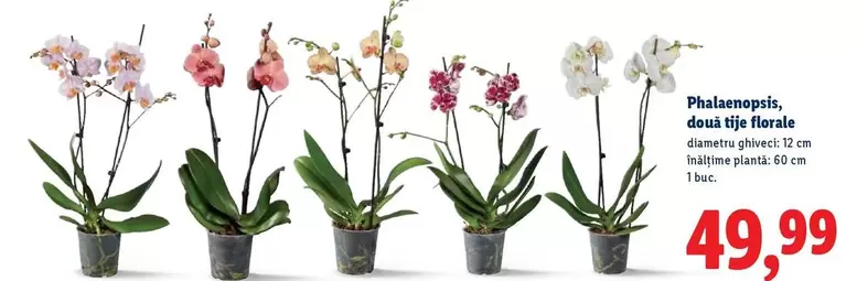 Phalaenopsis, două tije florale