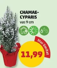 CHAMAECYPARIS