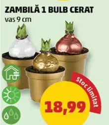 ZAMBILĂ 1 BULB CERAT