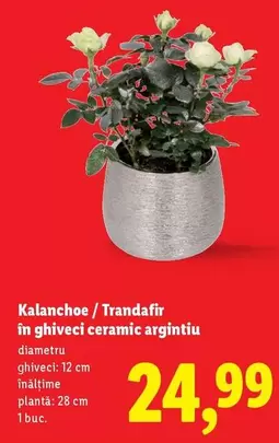 Kalanchoe / Trandafir