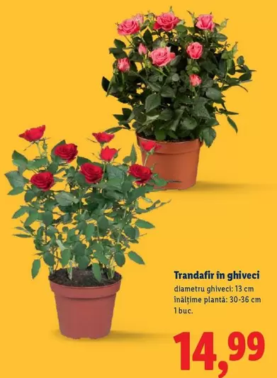 Trandafir in ghiveci