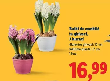 Bulbi de zambilă în ghiveci, 3 bucăţi