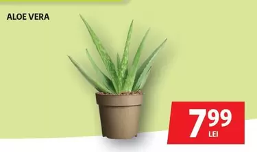 ALOE VERA