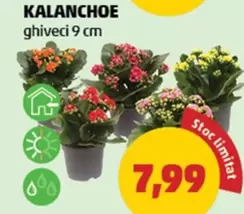 KALANCHOE