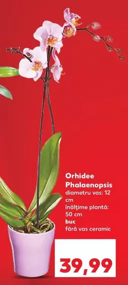 Orhidee Phalaenopsis
