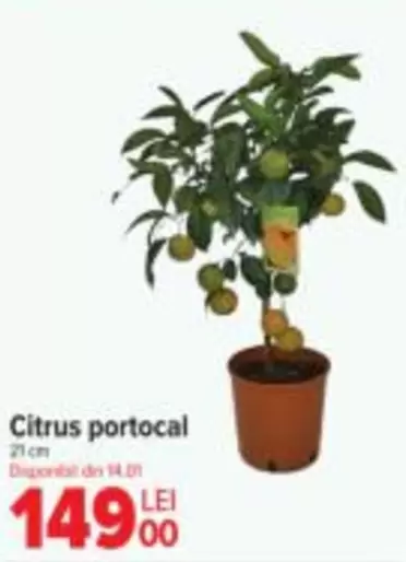 Citrus portocal
