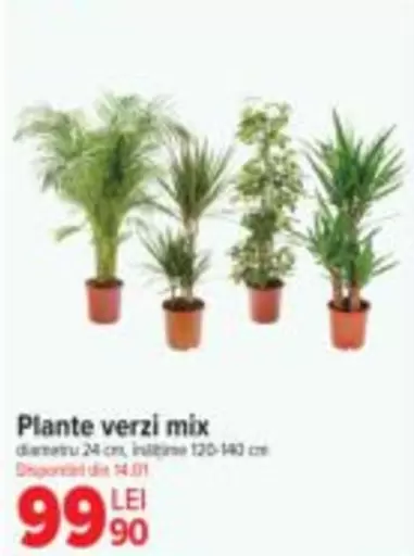 Plante verzi mix