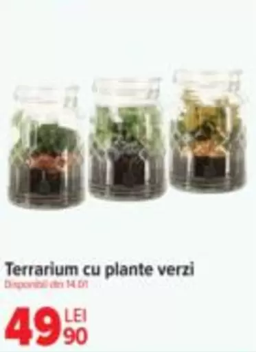 Terrarium cu plante verzi