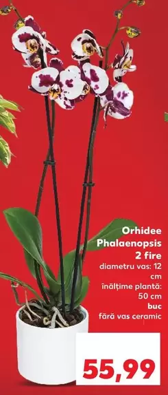 Orhidee Phalaenopsis