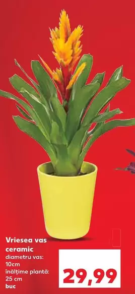 Vriesea vas ceramic