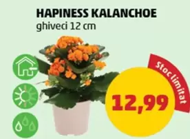 HAPINESS KALANCHOE
